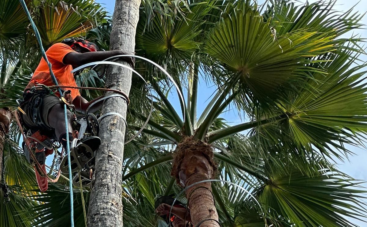 Poda palmera whasingtonia