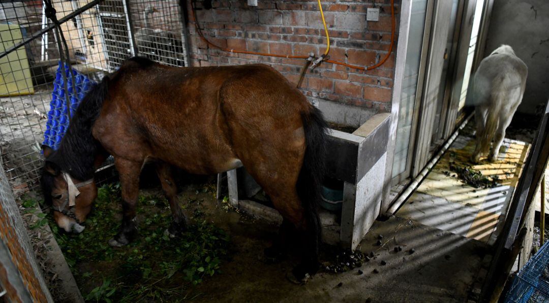 Durante la crisis económica eran enviados al matadero para ser sacrificados 5.000 caballos al mes