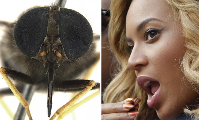 Una rara mosca australiana fue bautizada en honor a la diva del pop Beyoncé por las coincidencias en el color dorado entre el insecto y el atuendo de la cantante en el vídeo &#039;Bootylicious&#039;