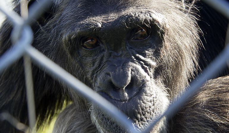 Gombe, uno de los chimpancés residente en el Centro de Rescate de Primates &quot;Rainfer&quot;