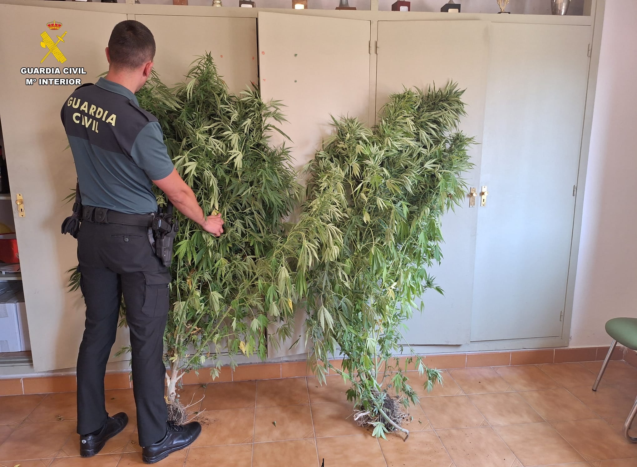 Investigadas dos personas por cultivar marihuana en Magaz de Pisuerga