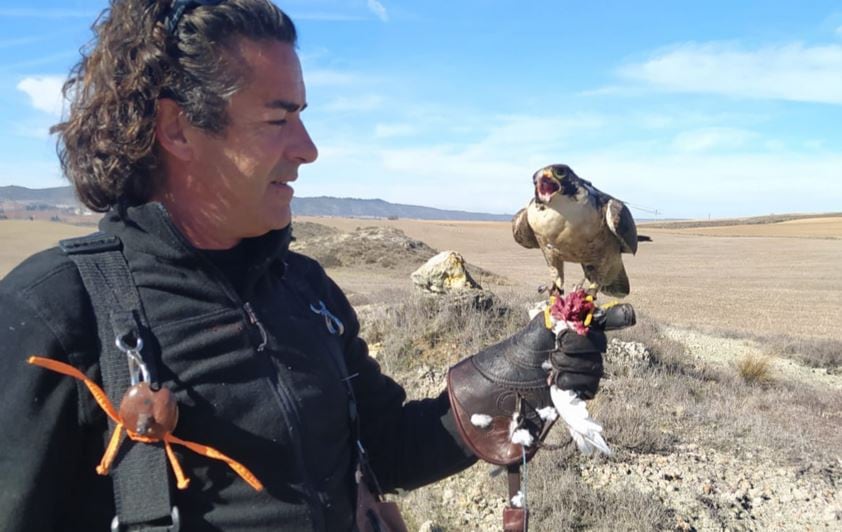 Pedro Saiz Flores, cetrero de Cuenca, con uno de sus animales.