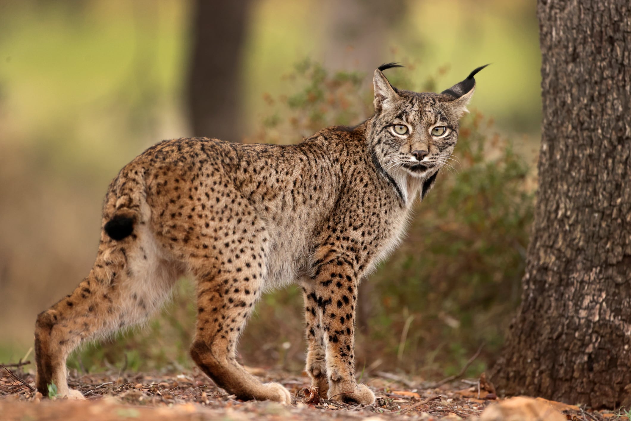 Foto del Lince Ibérico.