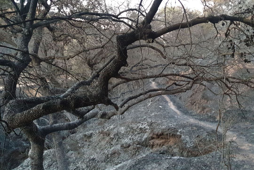 El fuego acaba con la flora y la fauna de un territorio