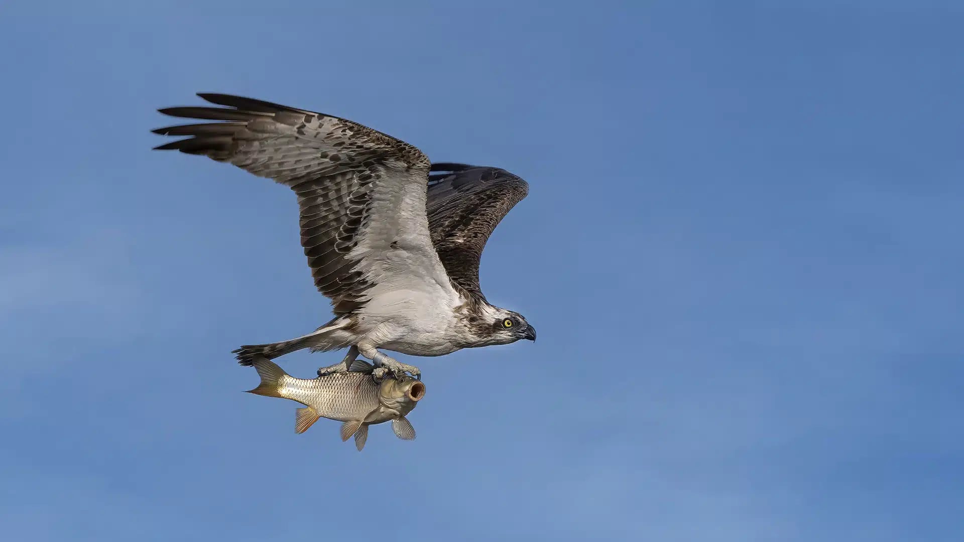 Águila pescadora en las Tablas de Daimiel