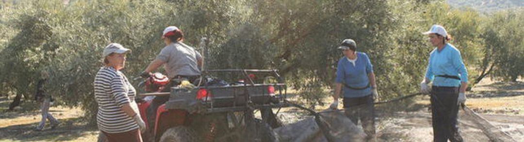 Mujeres rurales trabajando en un olivar