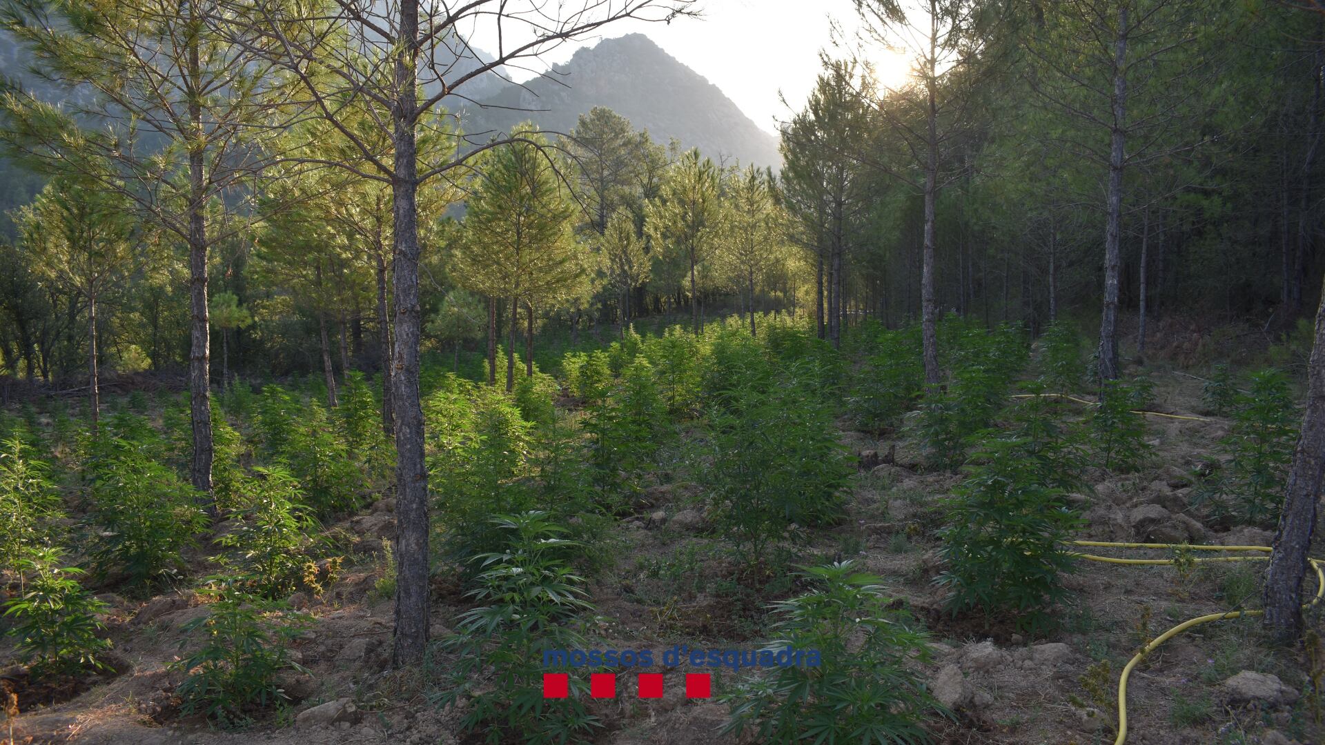 Les plantes de marihuana estaven camuflades pel bosc d'aquesta zona de Coll de Nargó, a l'Alt Urgell.  Foto: Mossos d'Esquadra.