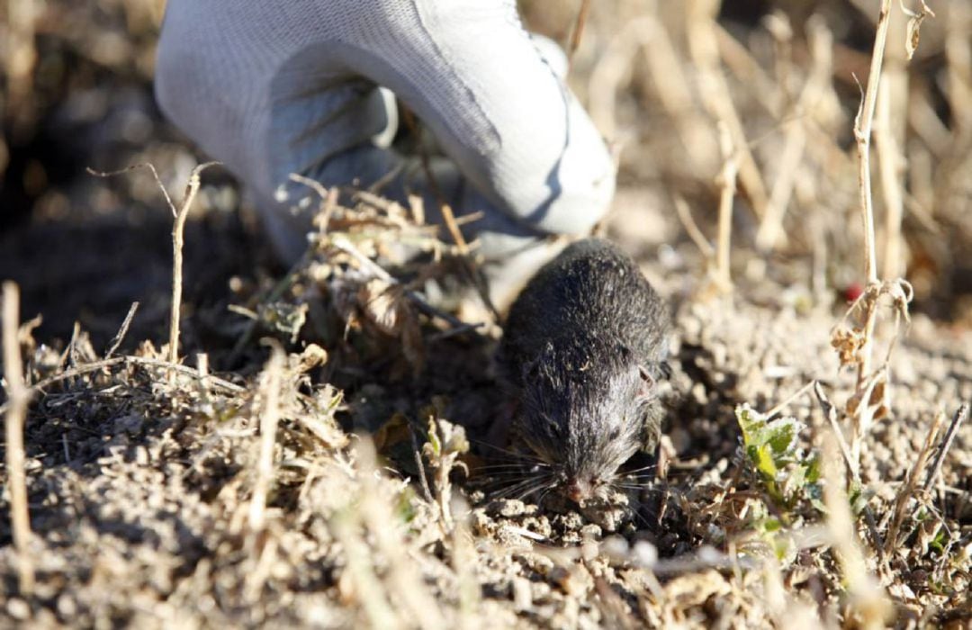 Un topillo en tierras de Castilla y León