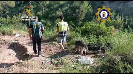 Agentes en la plantación de marihuana