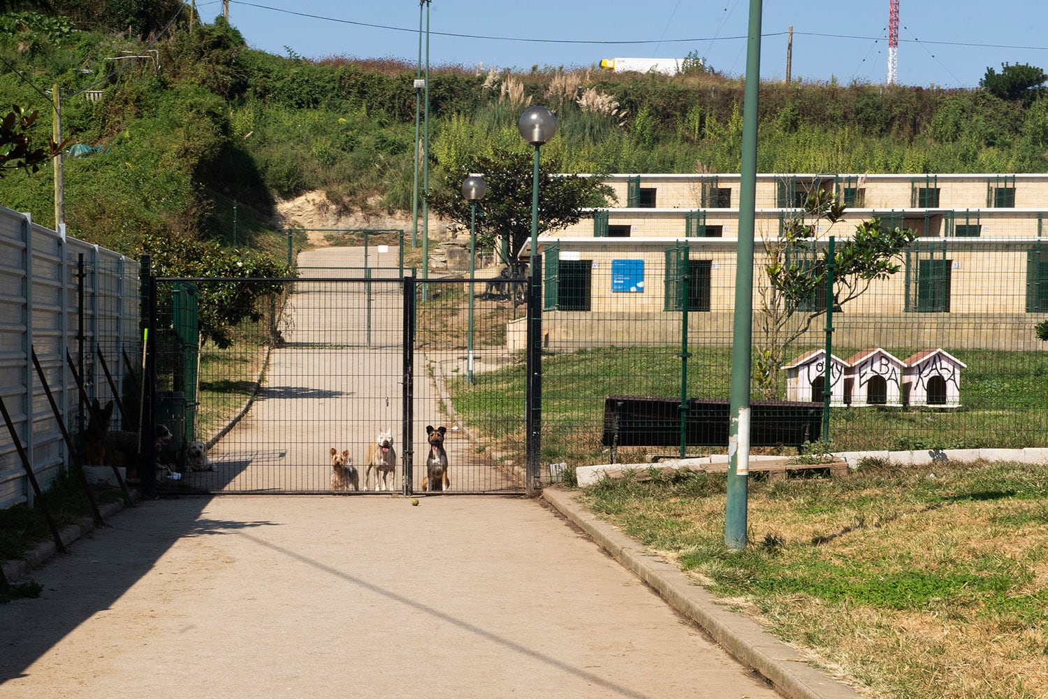 Asociación protectora de animales de Santander.