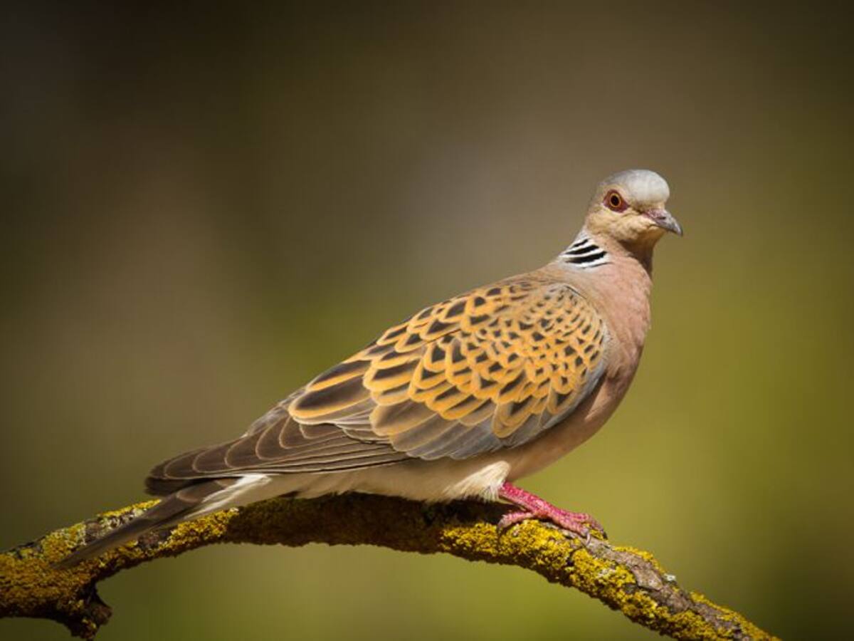 Ecologistas critican que Bizkaia autorice la caza de la tórtola
