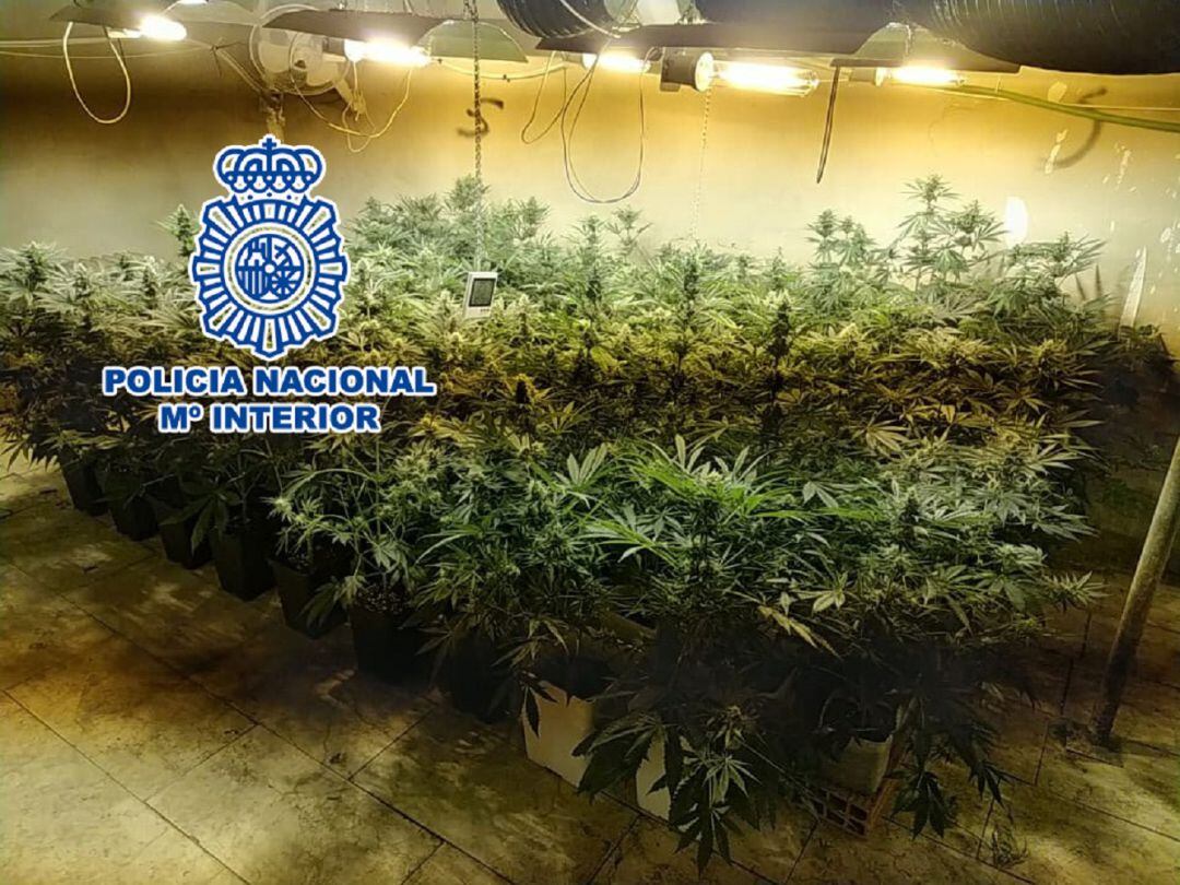 Varias de las plantas de marihuana intervenidas en Elda