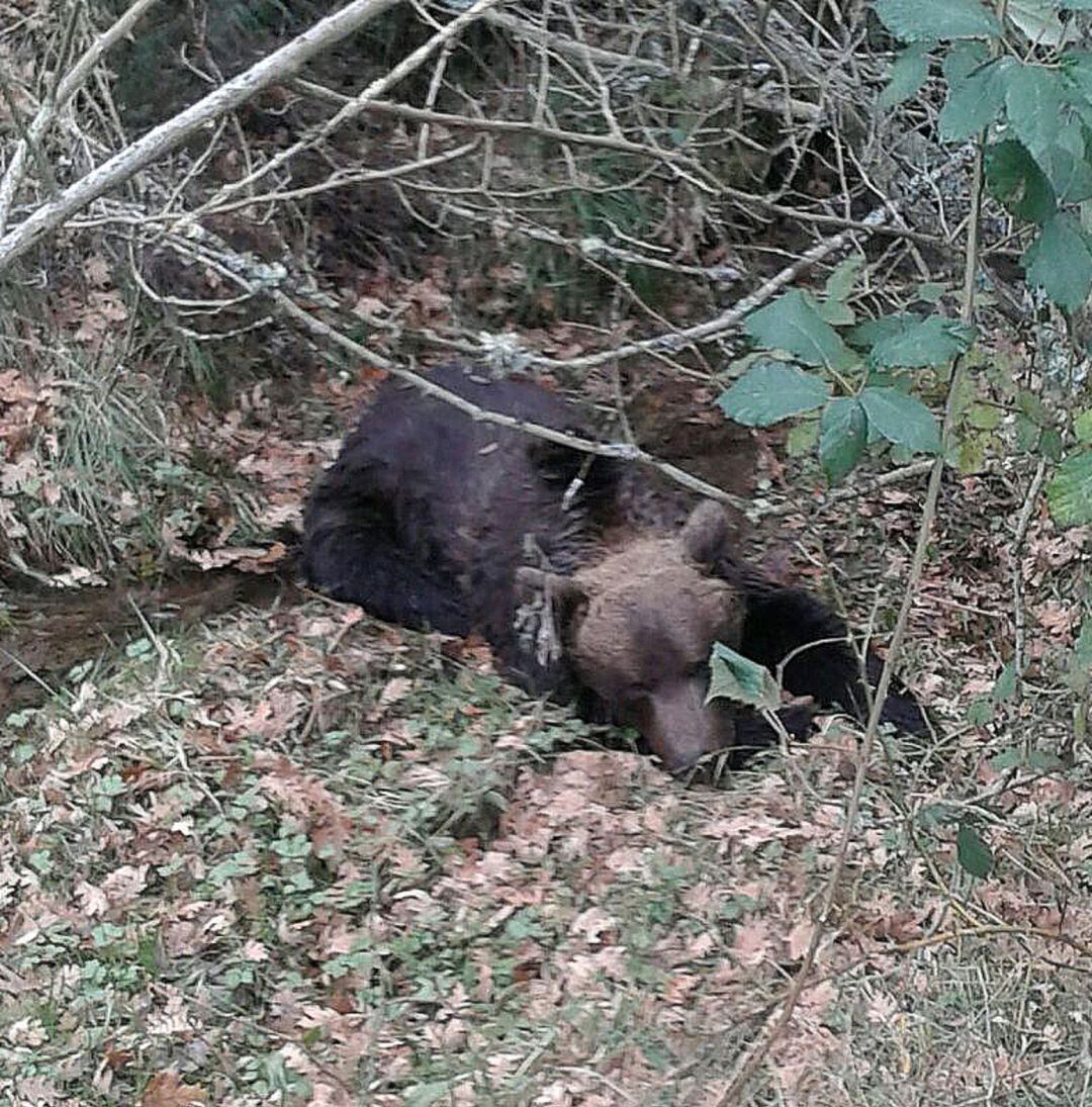 Oso hallado muerto