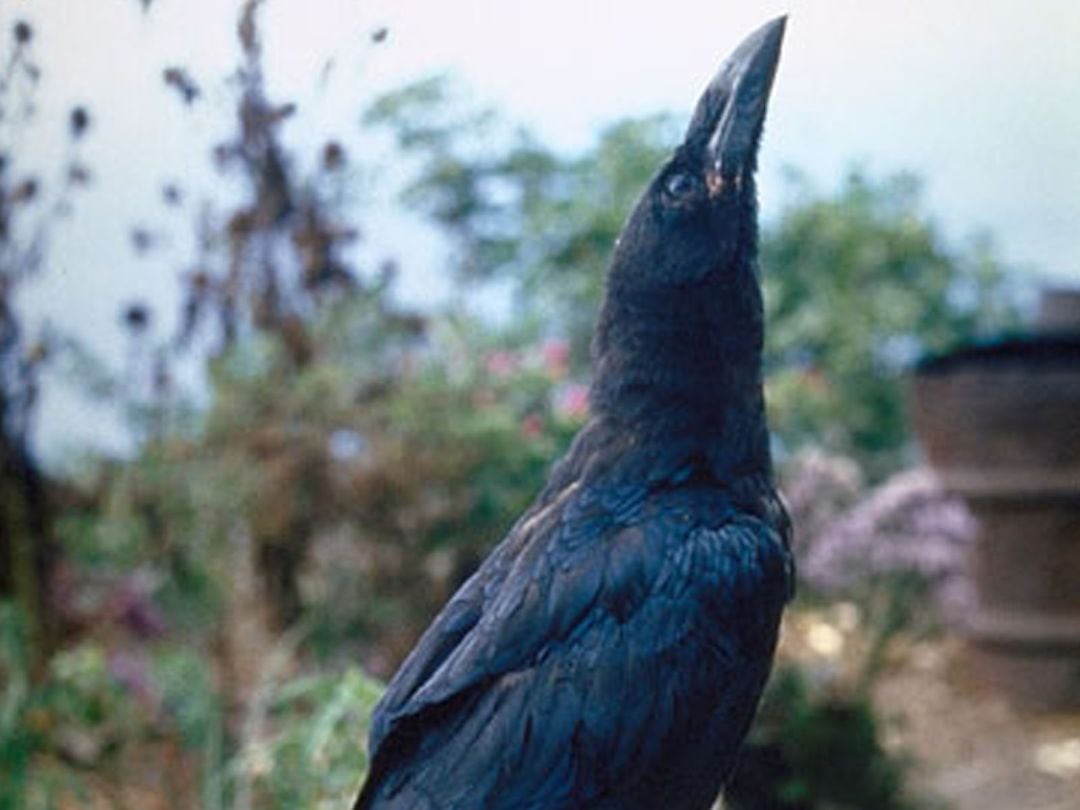 Cuervo (Corvus corax)