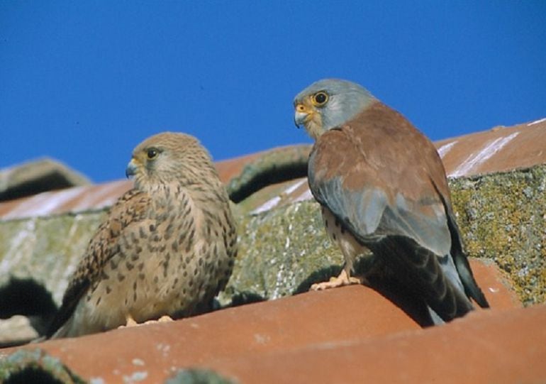 Cernícalos primilla