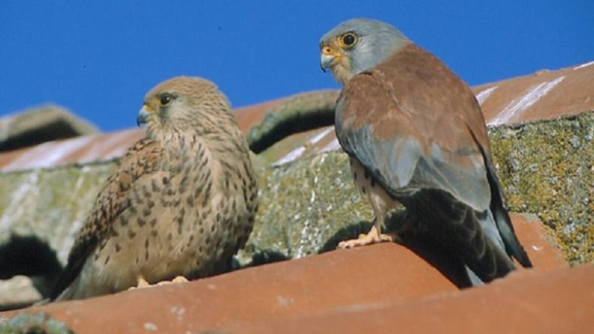 El regreso del cernícalo primilla