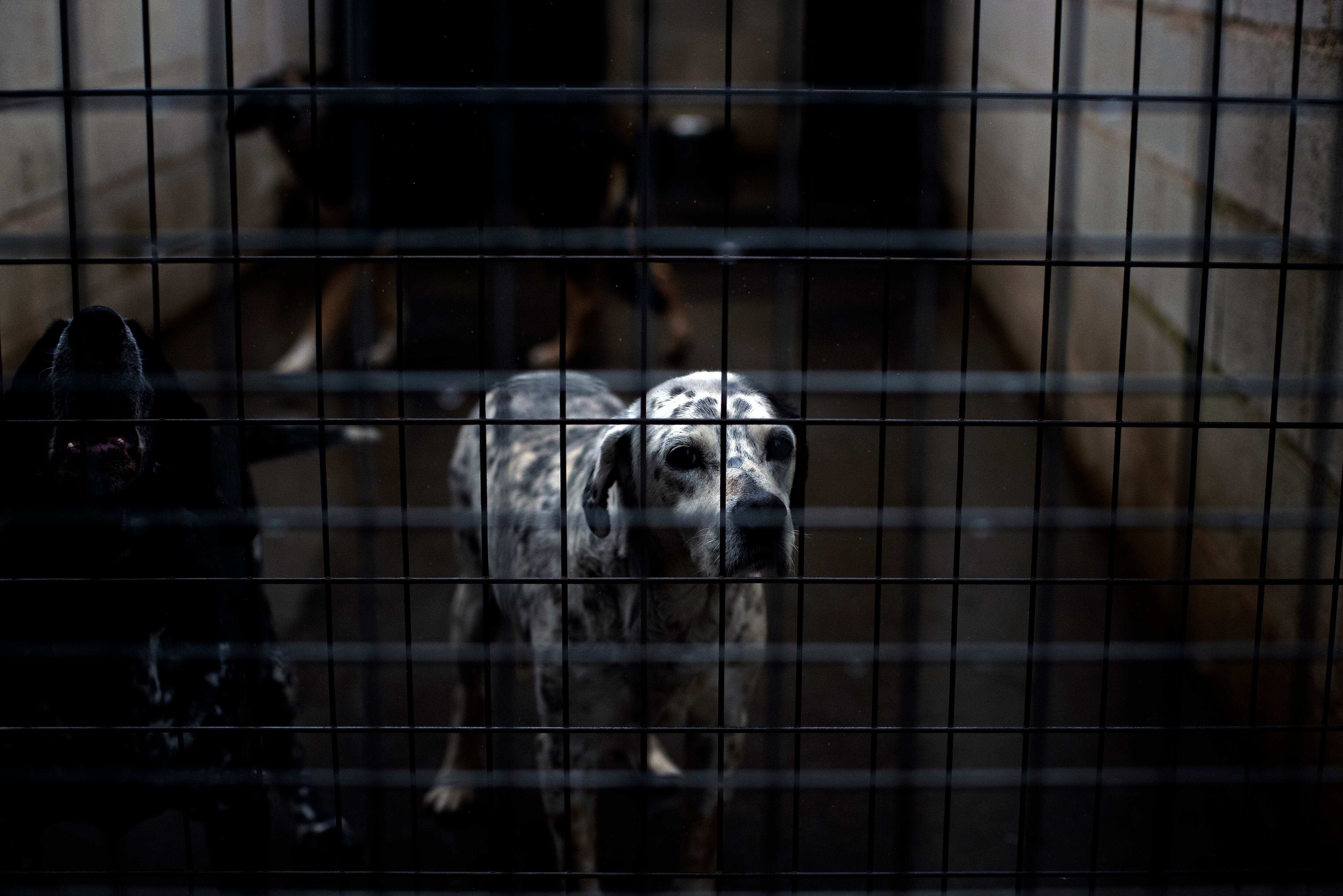 Perros abandonados que esperan a ser adoptados en la protectora Gatocan, de Coirós. EFE/Cabalar