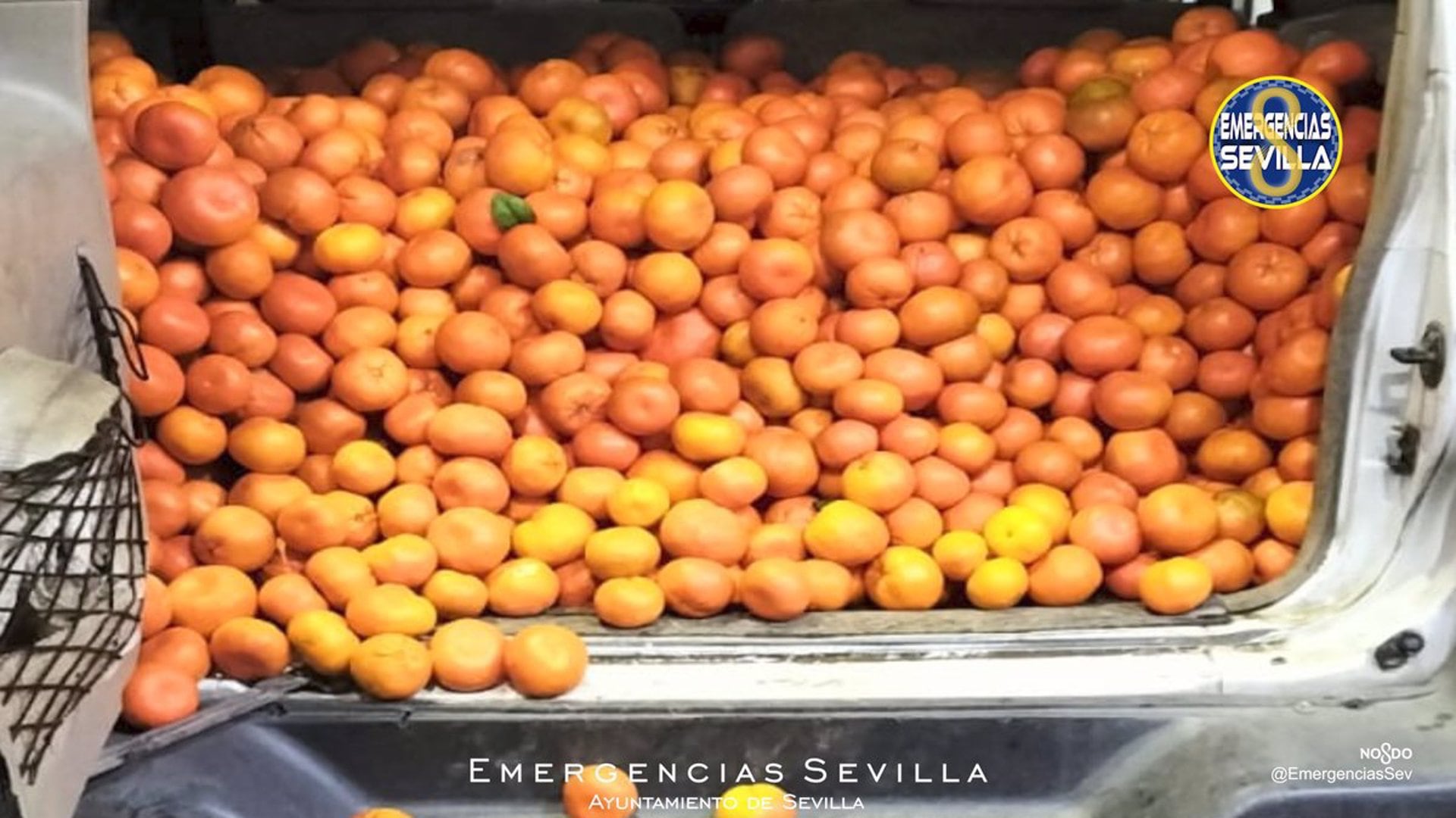 12/02/2024 Mandarinas robadas en una finca recuperadas por la Policía Local de Sevilla
SOCIEDAD ESPAÑA EUROPA ANDALUCÍA ESPAÑA EUROPA ANDALUCÍA SEVILLA
EMERGENCIAS SEVILLA
