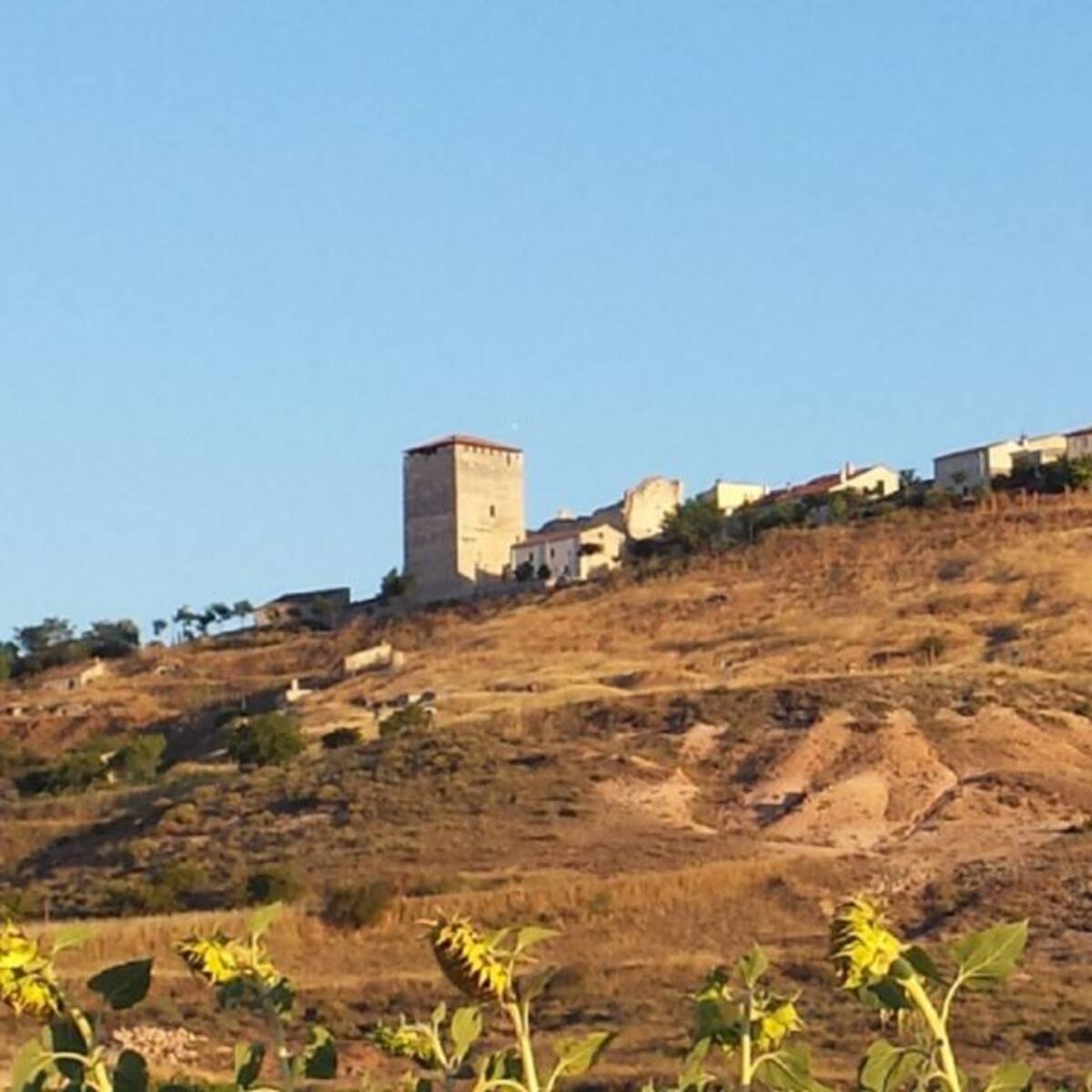 La alondra ricotí sigue manteniendo a raya el proyecto de granja porcina de Haza