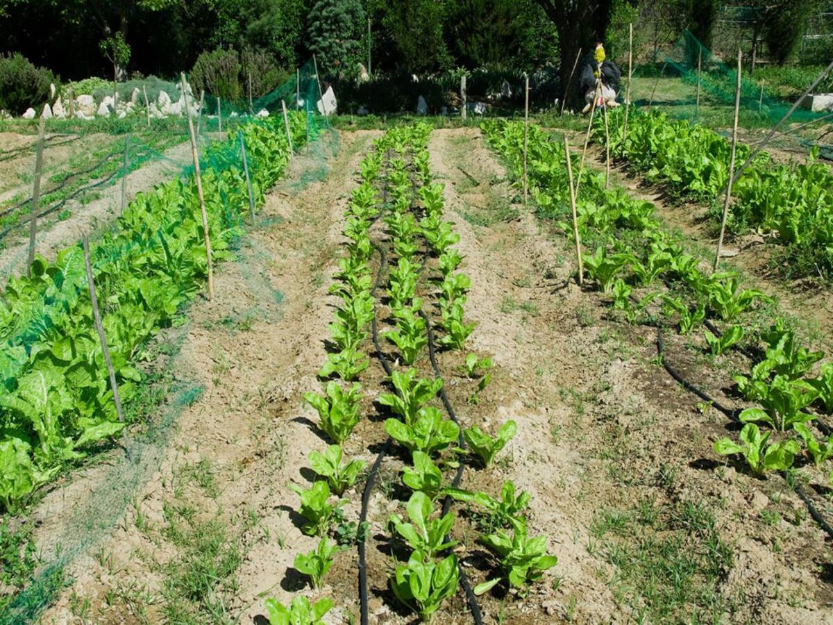 UPA y FADEMUR reclaman que se autorice el trabajo en los huertos