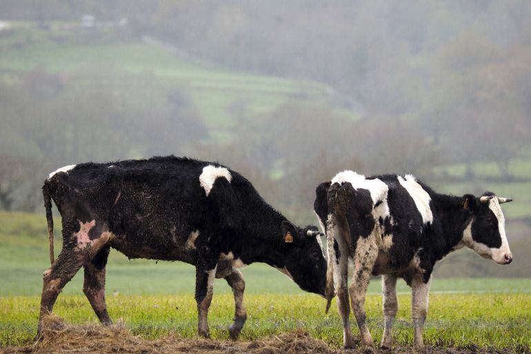 La Consejería de Ganadería retirará los animales de forma subsidiaria