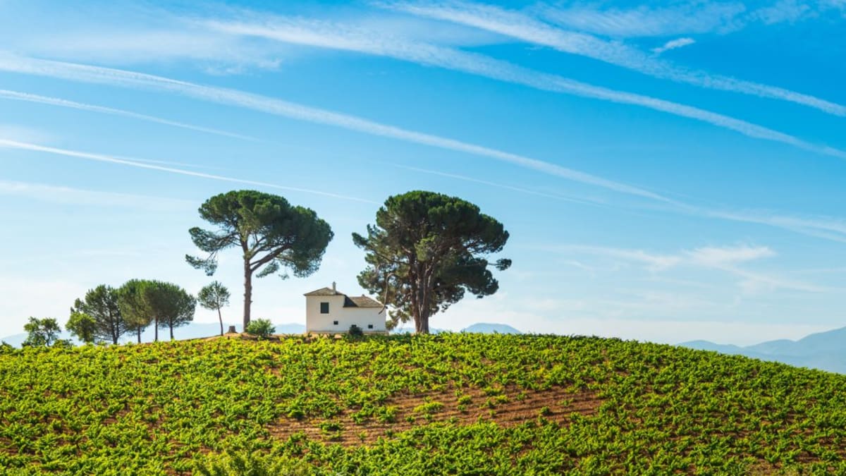 Bodegas: arquitectura al servicio del vino