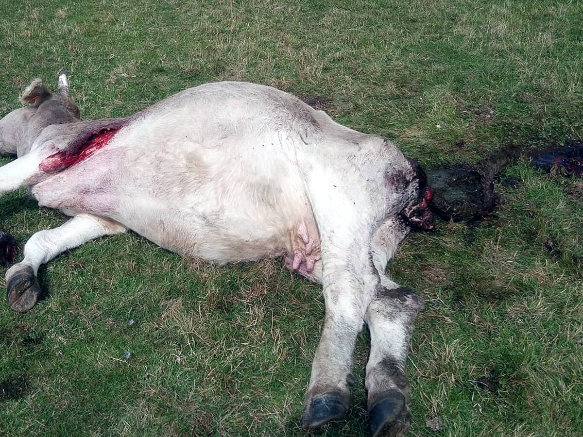 Los ataques y los daños del lobo a las ganaderías palentinas se han duplicado desde que se prohíbe cazarlo