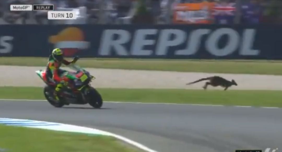 Momento en el que un canguro se cuela en el circuito de Philip Island