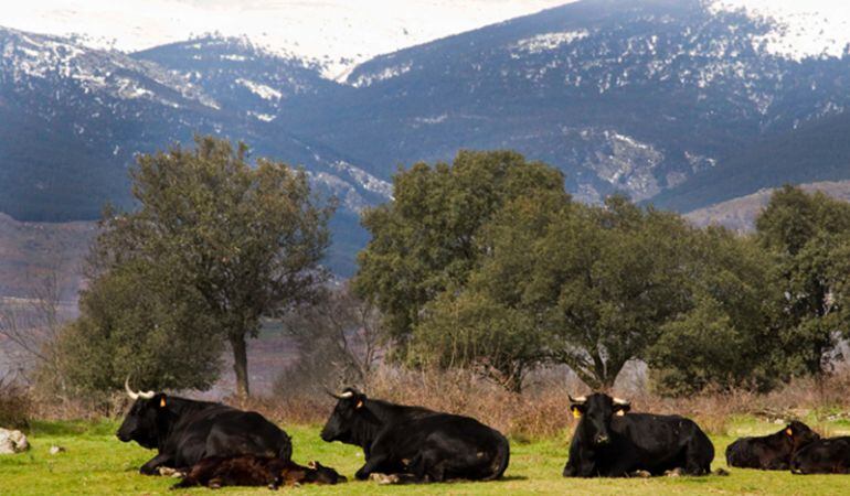 La climatología impropia de esta época del año, está provocando serios problemas en la naturaleza