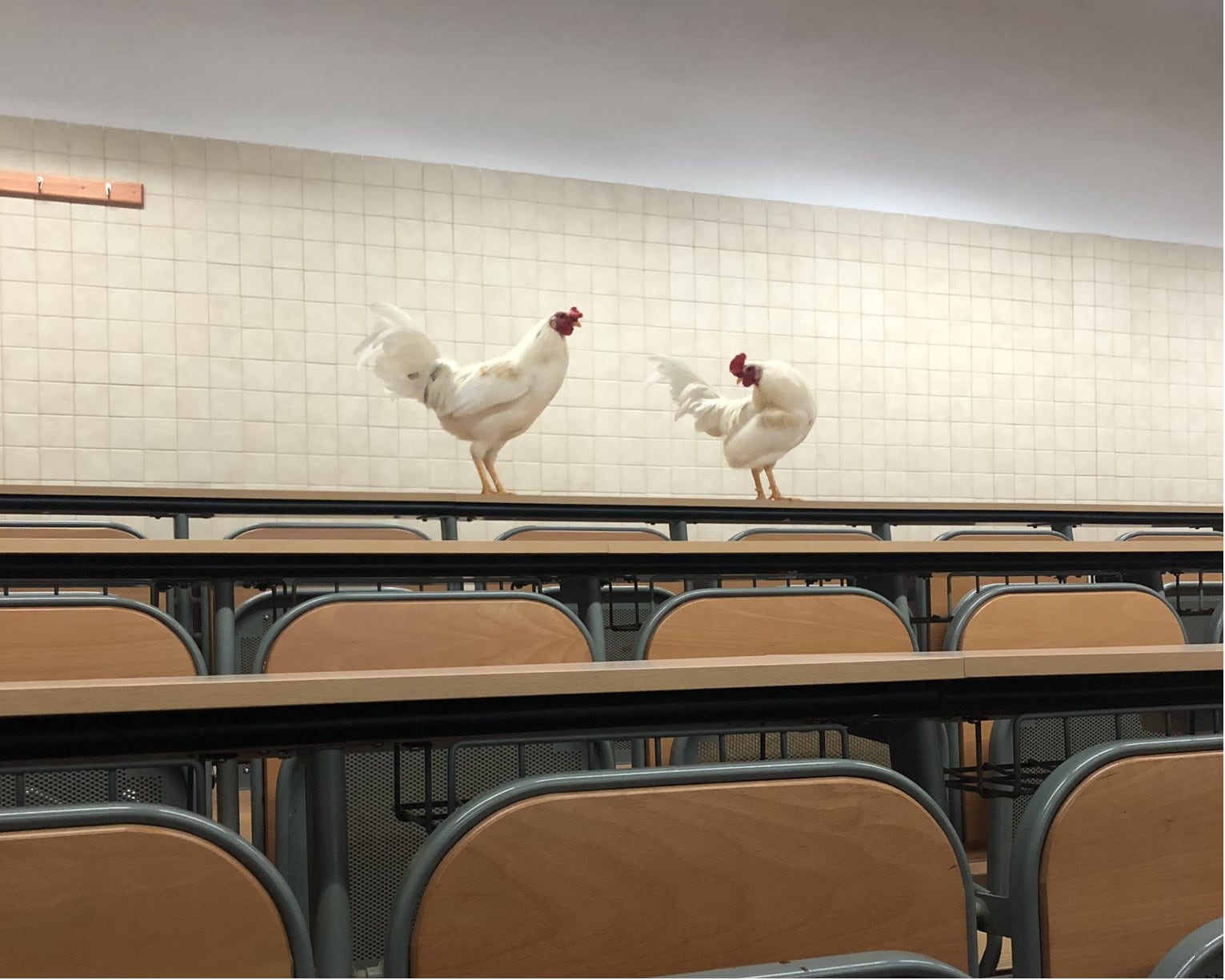 Las gallinas toman las aulas de la Universidad de La Laguna (ULL)