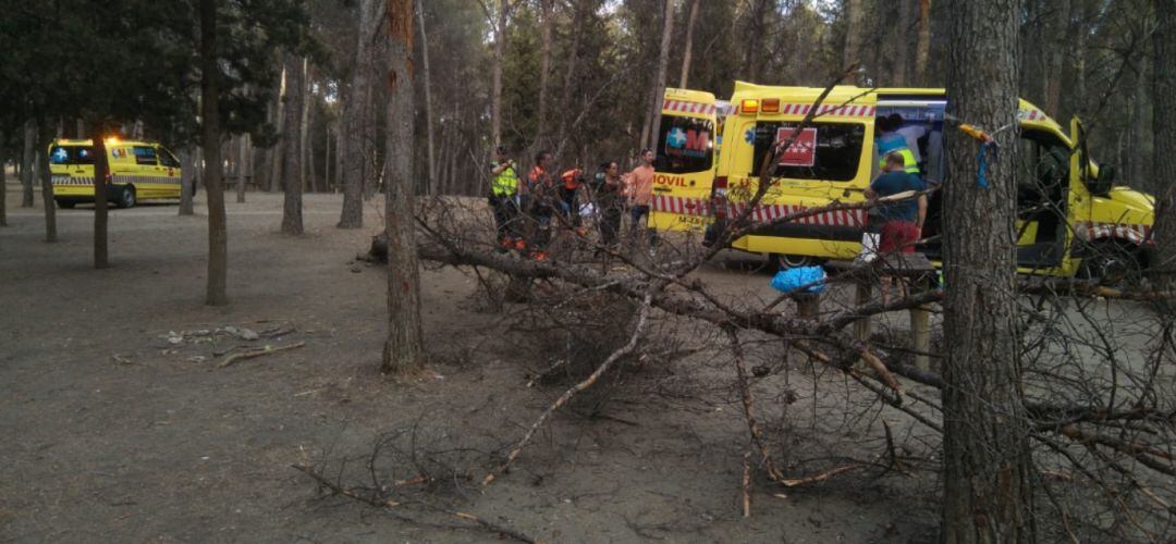 El árbol caído en los merenderos del Cerro de los Ángeles