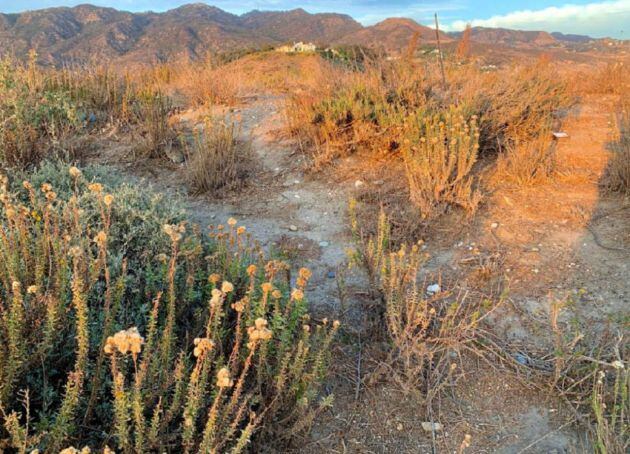 ¿Puedes encontrar al conejo escondido?