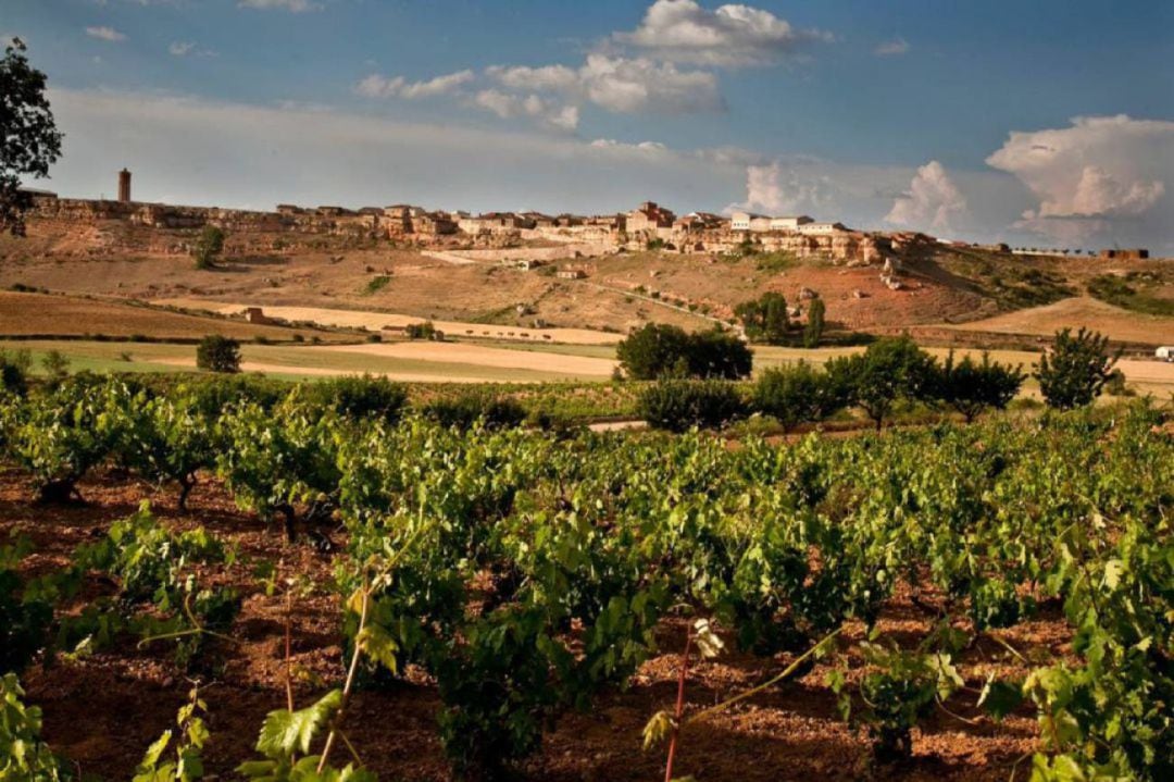 Los viñedos de la zona de Atauta en la Ribera del Duero soriana