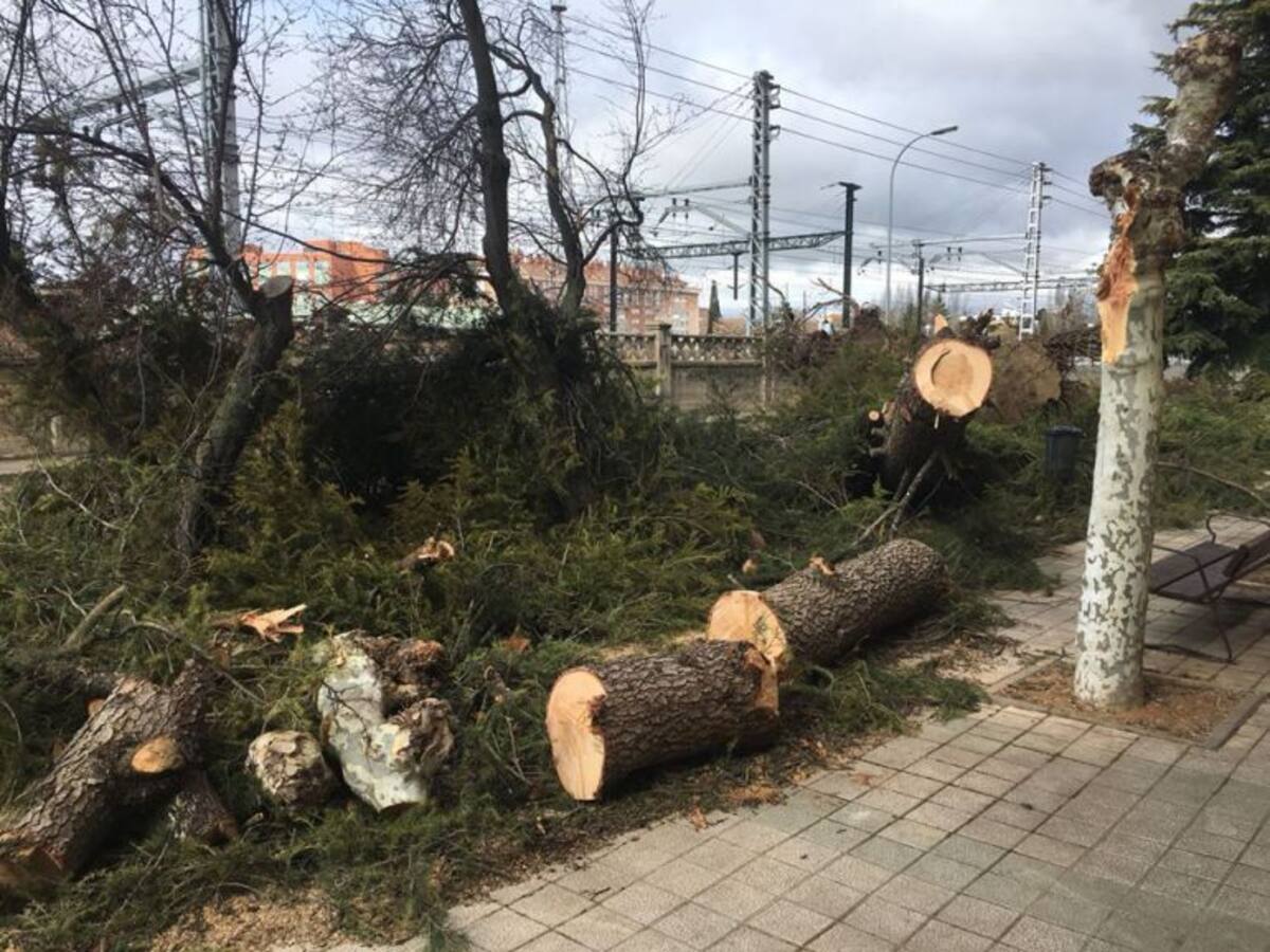 La Cátedra de Micología del Campus de Palencia recuerda que se puede prevenir la caída de árboles