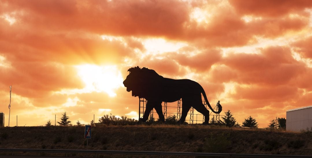 Simba frente al cielo de Madrid.