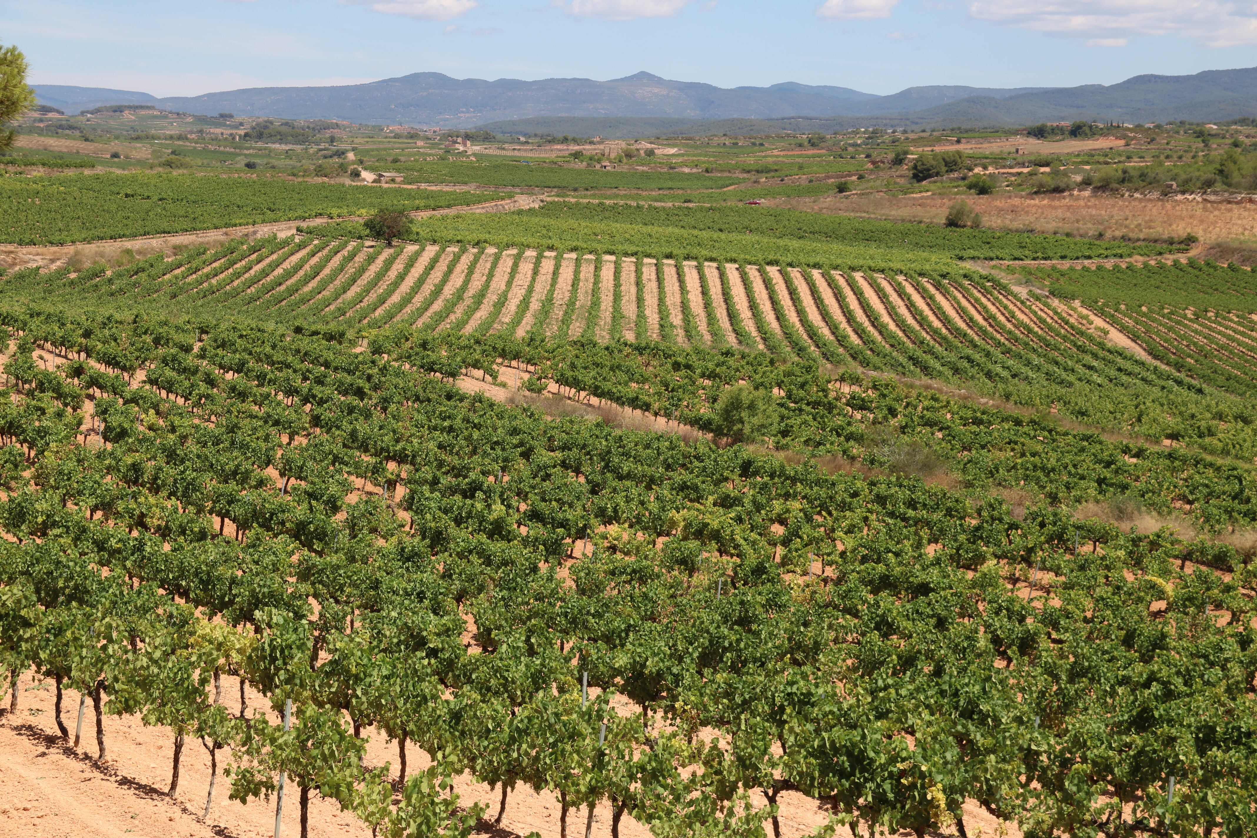 Panoràmica de vinyes de la DO Tarragona, a la comarca de l&#039;Alt Camp. Imatge del 15 de juliol del 2021 / ACN