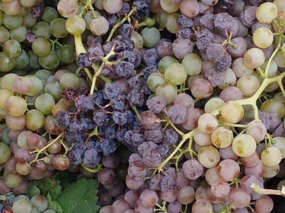 Estado en el que se encuentra la uva en el Marco de jerez