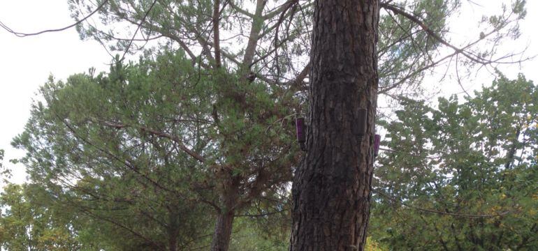 Els veïns reclamen una acció decidida per acabar amb la processionària.
