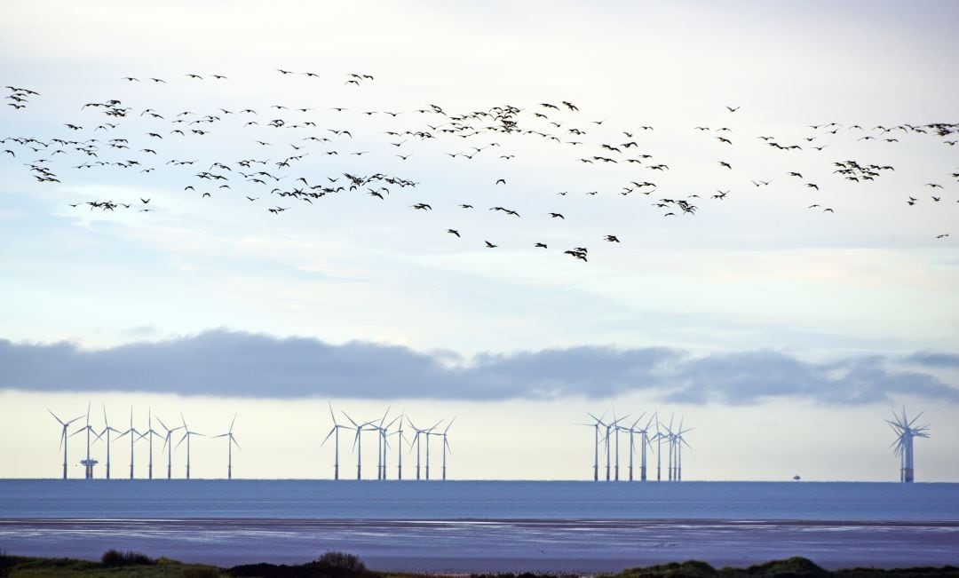 Los parques eólicos impactan en las aves y el ecosistema.