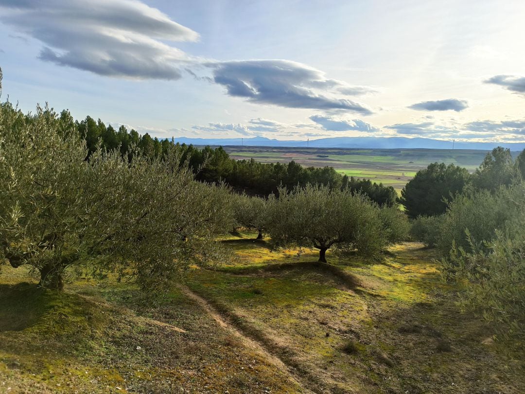 Plantación de olivos en Sesma