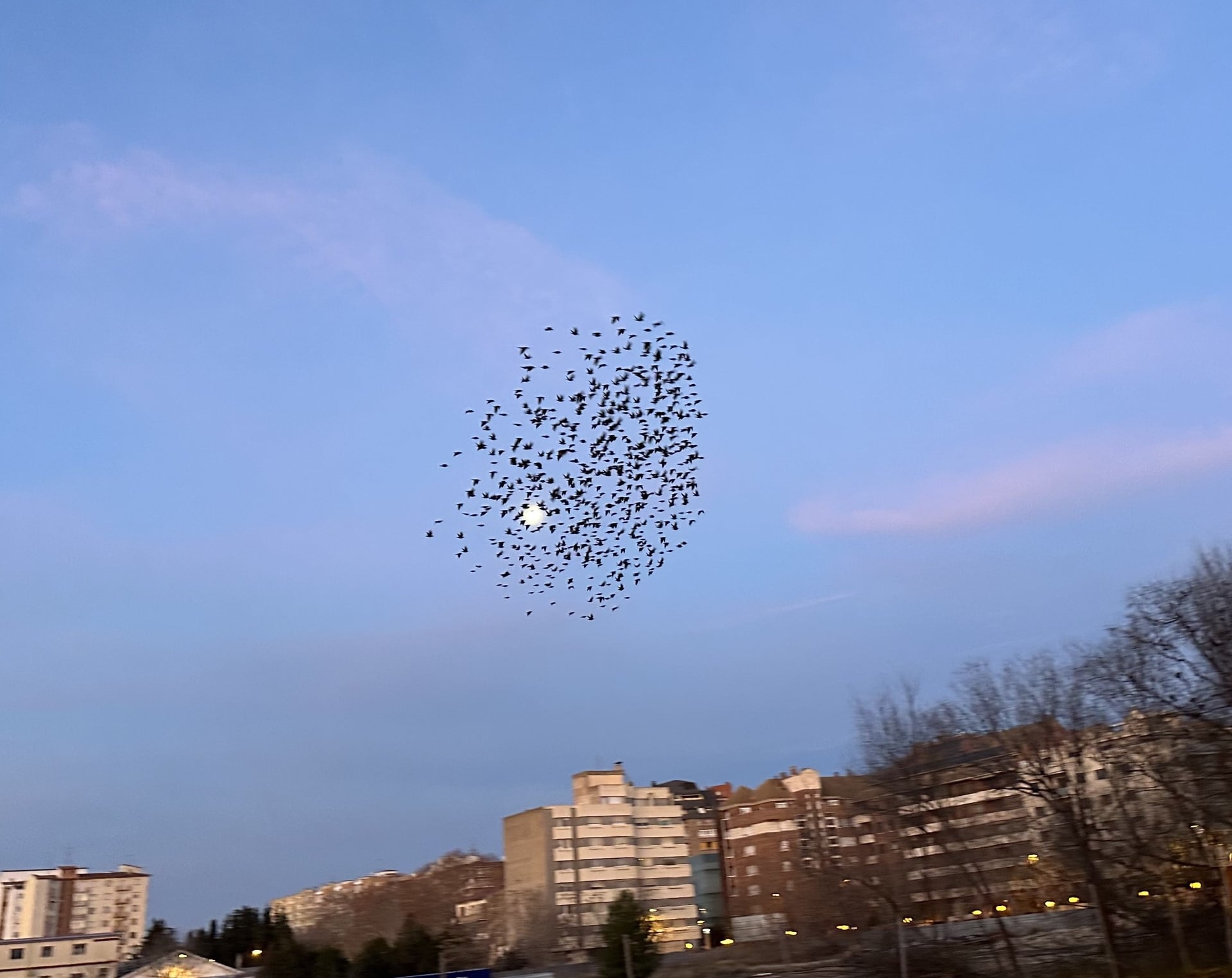 Estorninos en Huesca