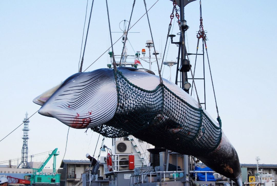  Operarios descargan a una ballena Minke de un barco en el puerto Kushiro, en Hokkaido (Japón). 