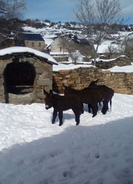 Prada de la Sierra, incomunicado por la nevada