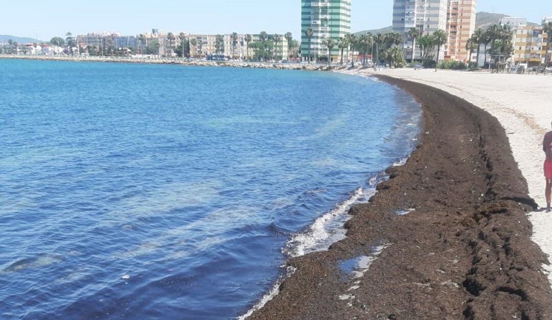 Algas en la playa de Poniente.