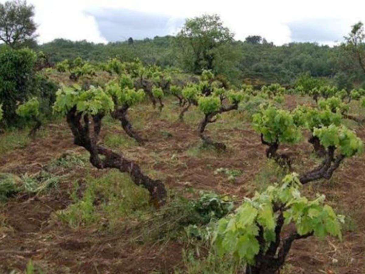 Mañana acaba el plazo para contratar seguros de uva de vino y cultivos herbáceos extensivos