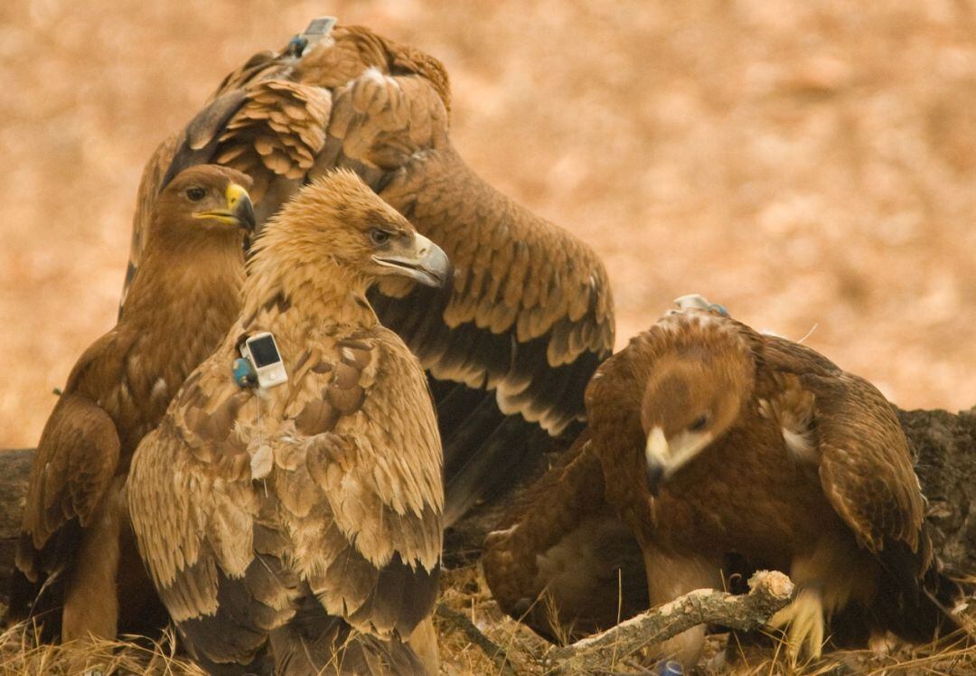 Cuatro ejemplares de águila imperial ibérica.