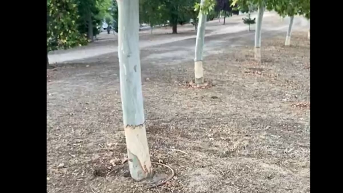 Hablamos con Juan Torres, portavoz de Izquierda Independiente, sobre la aparición de árboles destrozados en la localidad