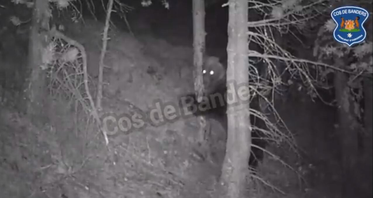 Imatge de l'ossa captada a Ordino per les càmeres de seguiment dels Banders.