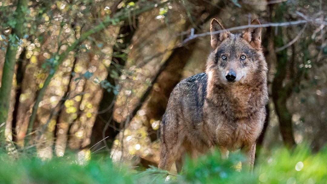 Ejemplar de lobo ibérico.