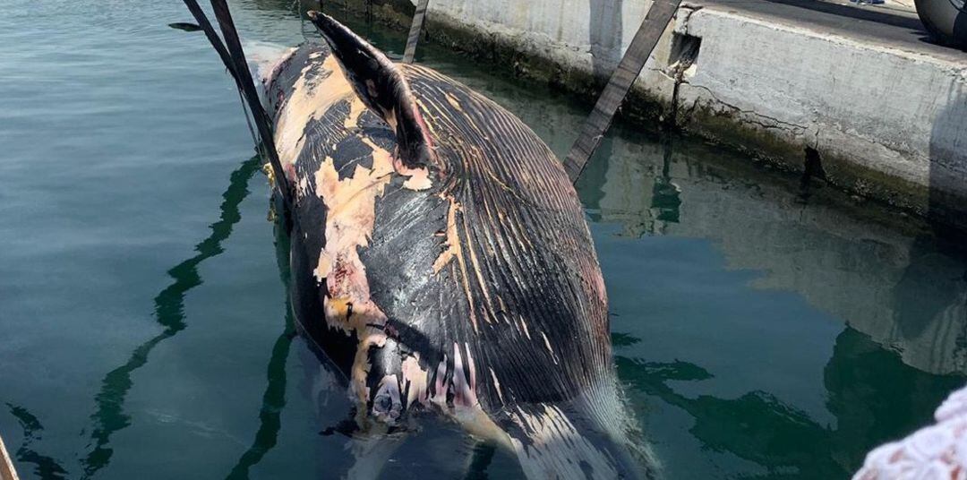 Imagen de la ballena sin vida en el muelle de Isla Verde Exterior.